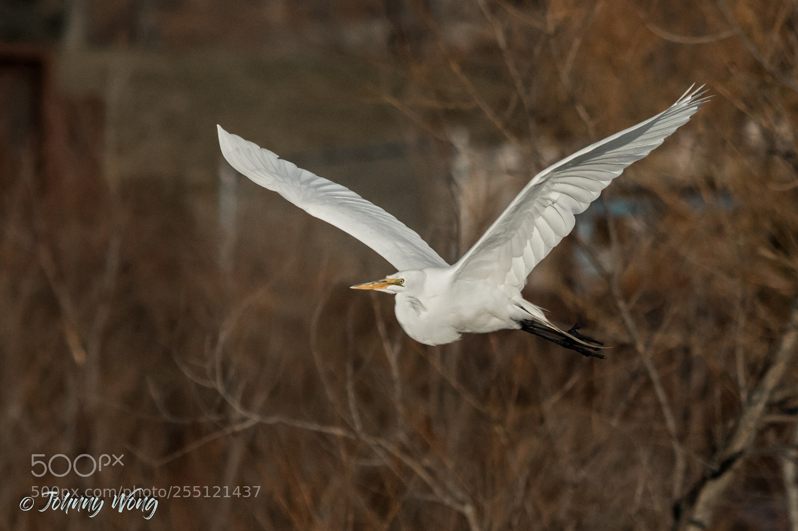 Canon EOS 7D Mark II sample photo. Great egret photography