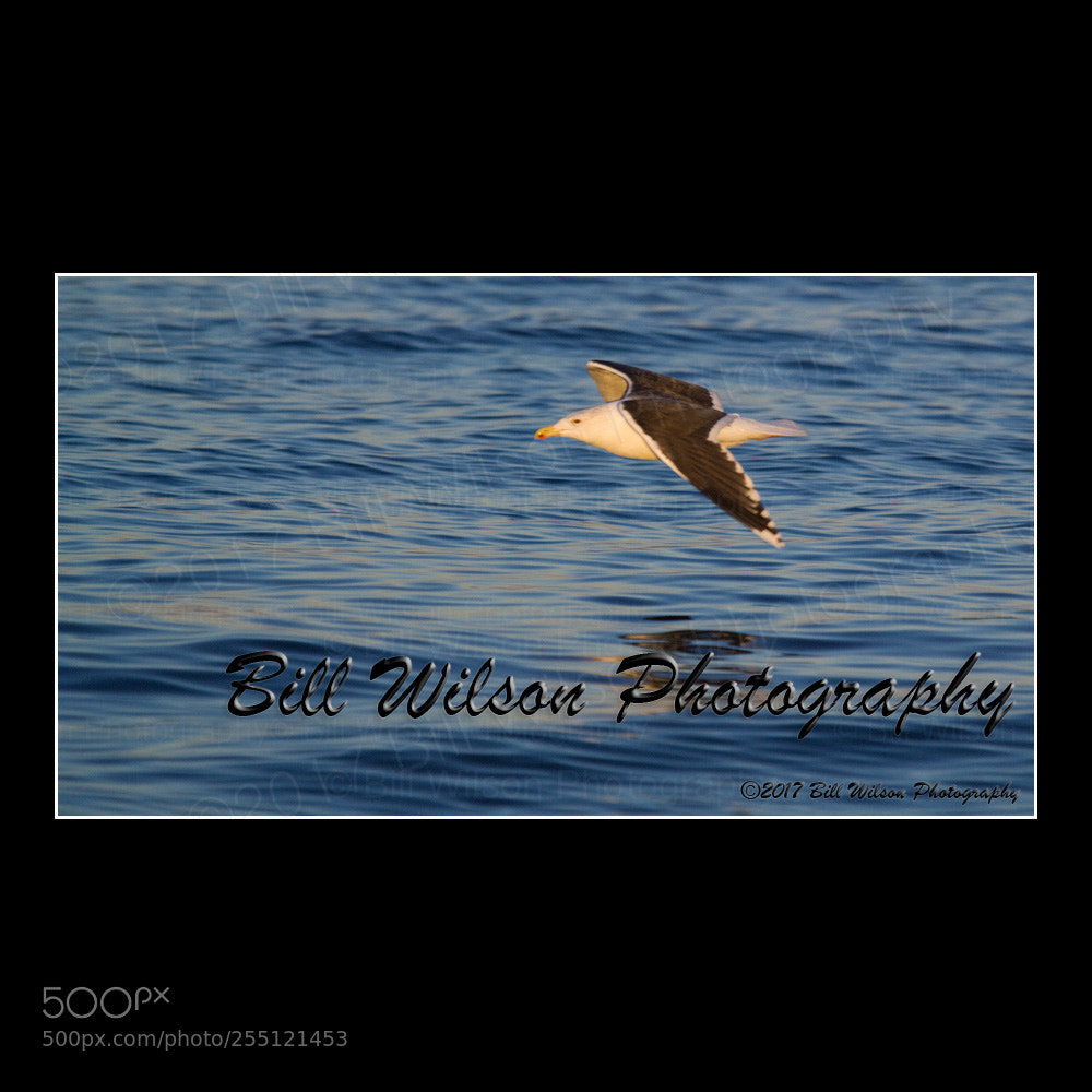 Nikon D2X sample photo. Gull last light photography