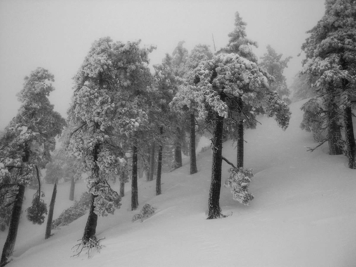 Nikon E4300 sample photo. Mt baldy trees web photography