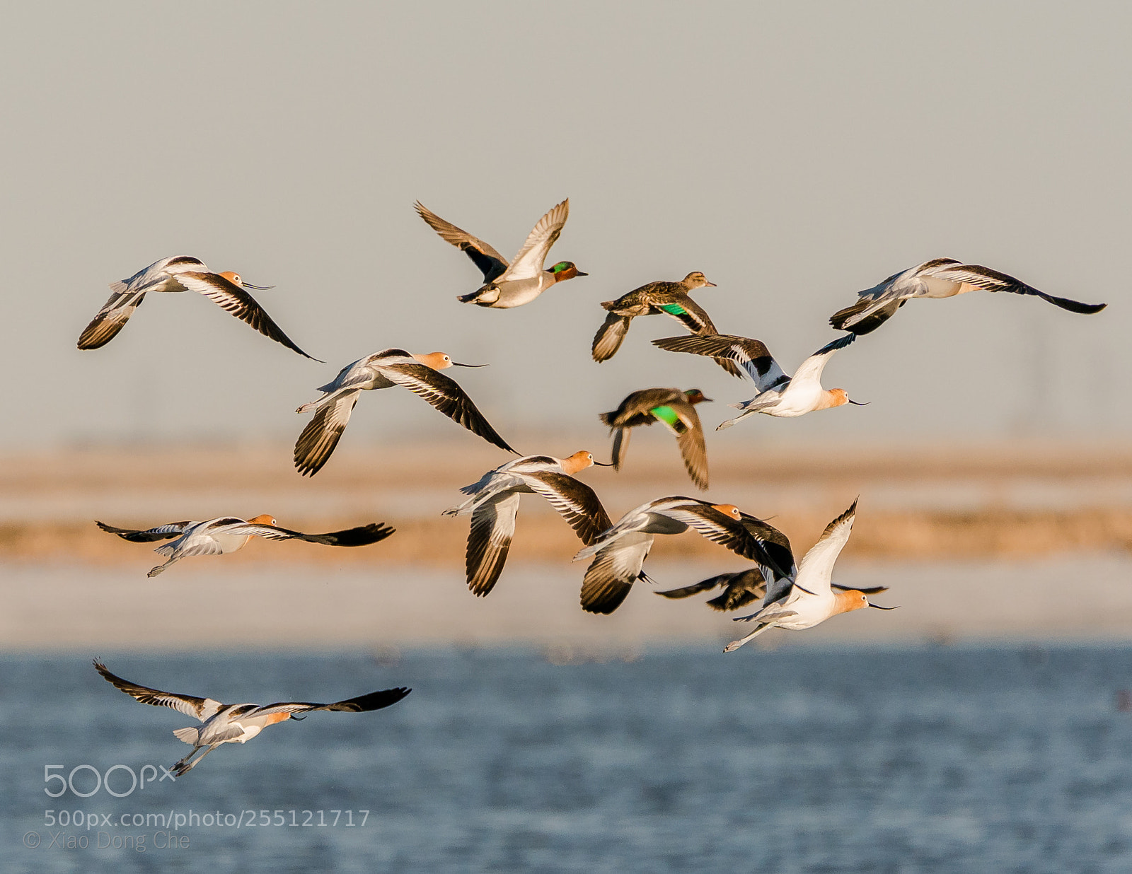 Sony a9 sample photo. American avocets and ducks photography