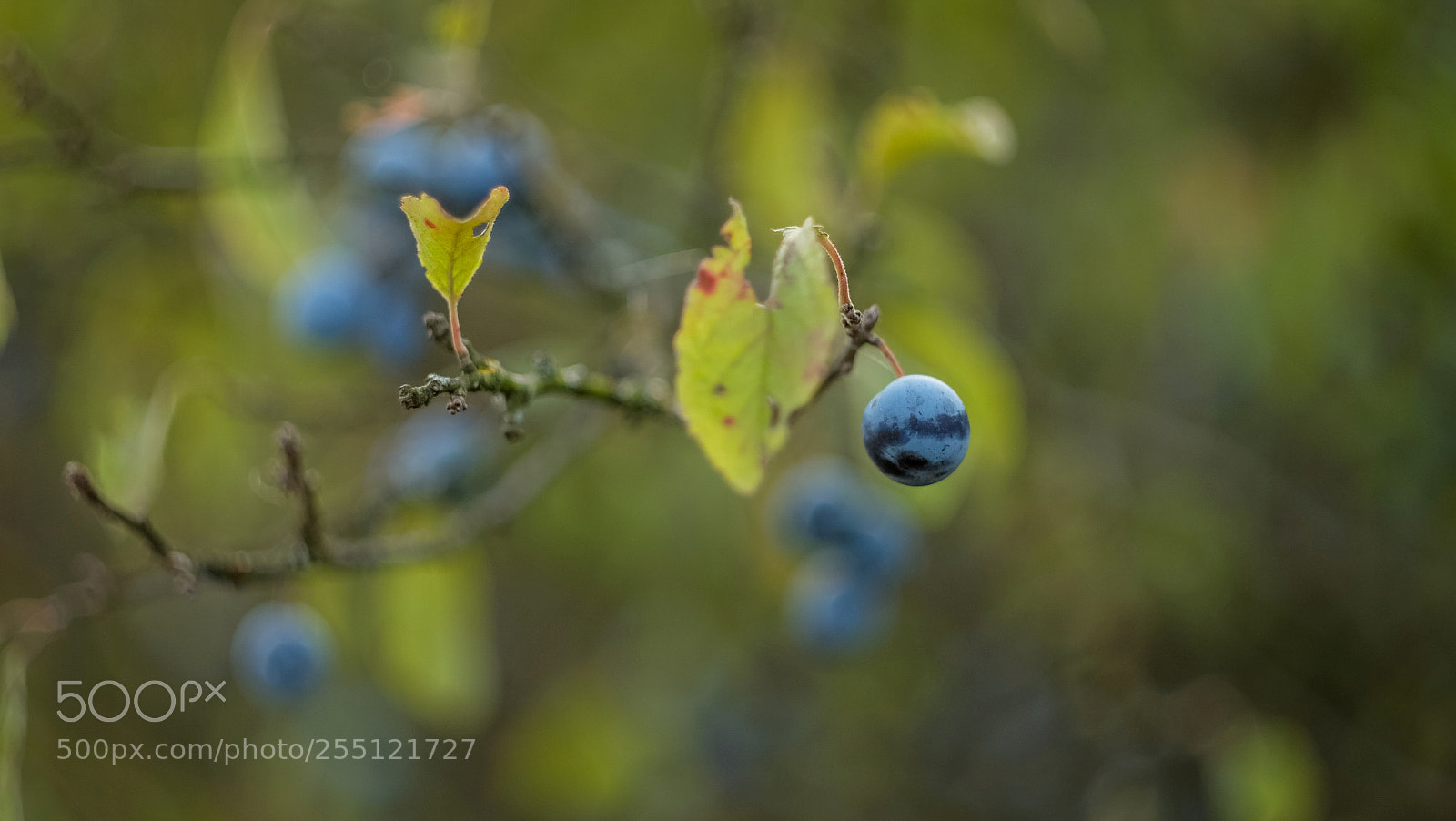 Fujifilm X-A1 sample photo. Sloe photography