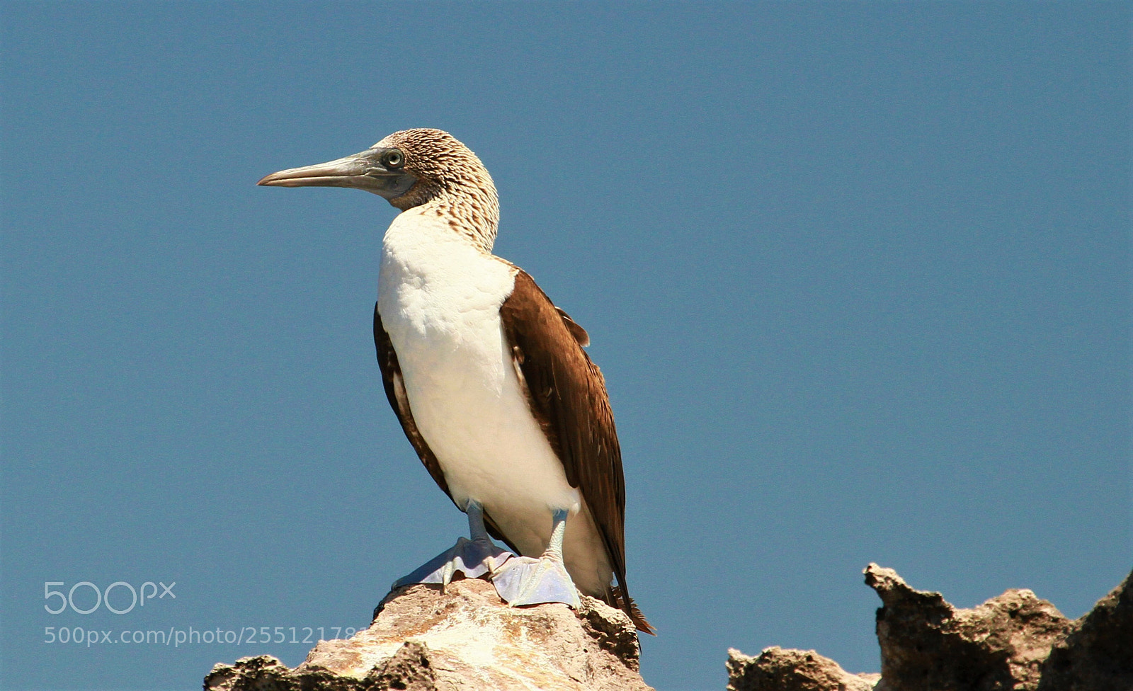 Canon EOS 7D sample photo. Blue  footed  booby- photography