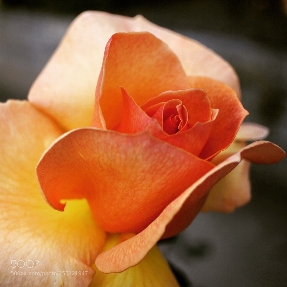 Sony a6000 sample photo. Rose photography