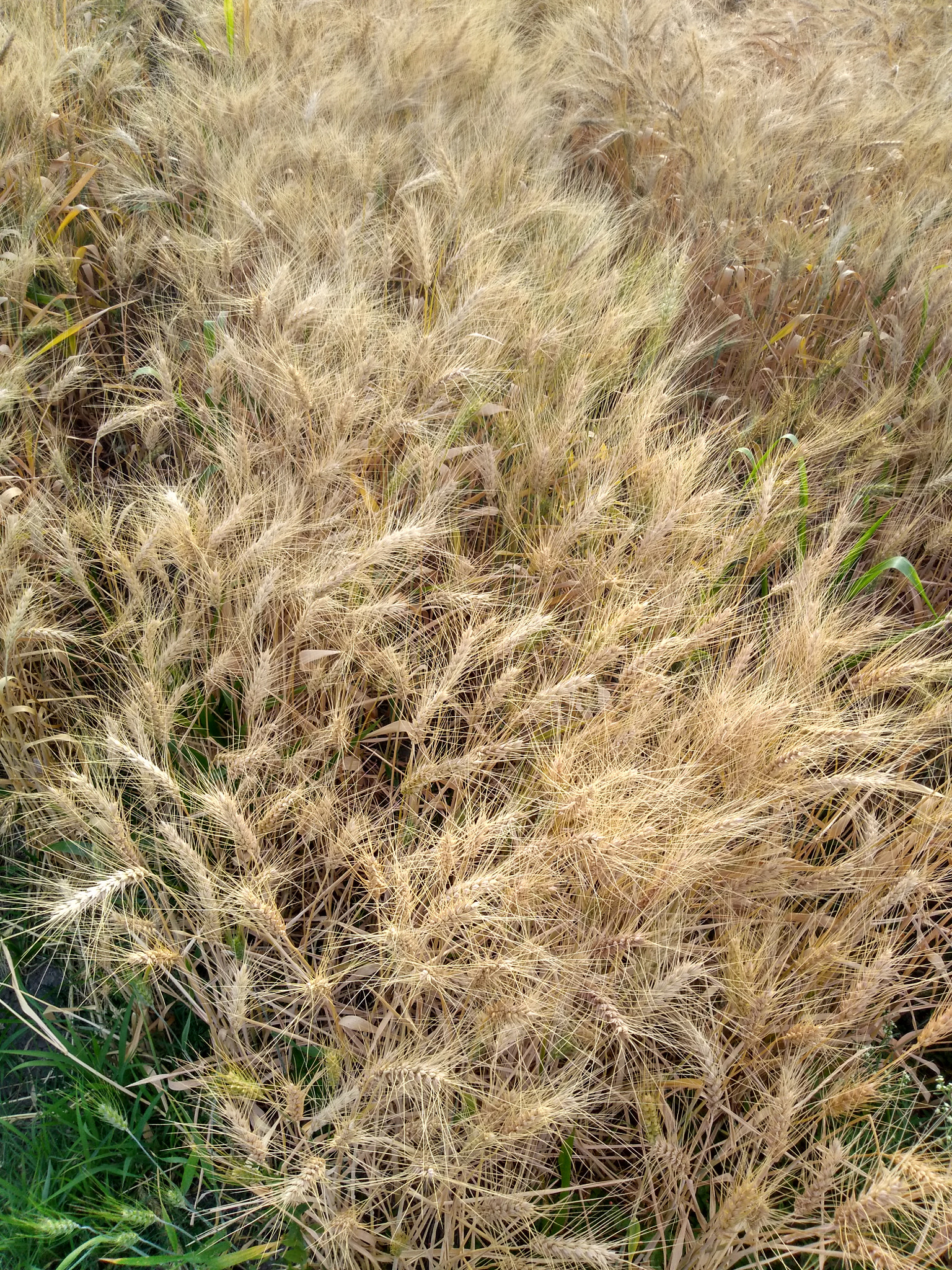 Motorola Moto E (4) Plus sample photo. Wheat photography