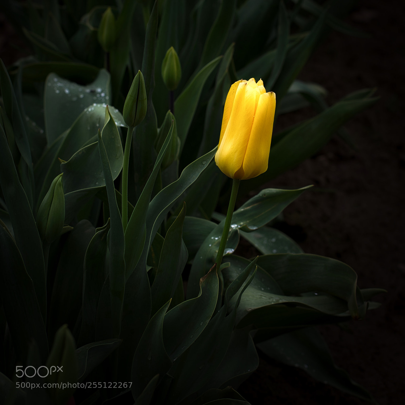 Canon EOS 77D (EOS 9000D / EOS 770D) sample photo. Light emerges from the photography