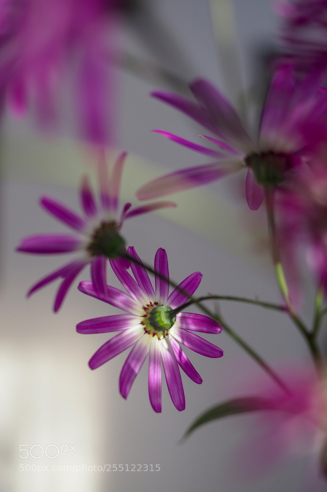 Olympus OM-D E-M1 Mark II sample photo. Spring arrived ? photography