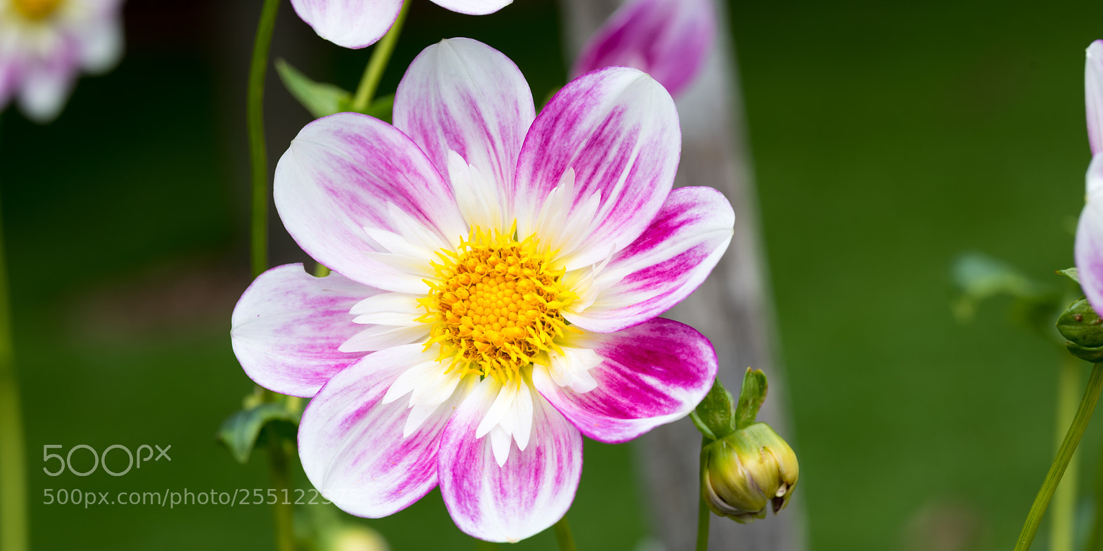 Nikon D810 sample photo. Beautiful "mrs jackson" photography