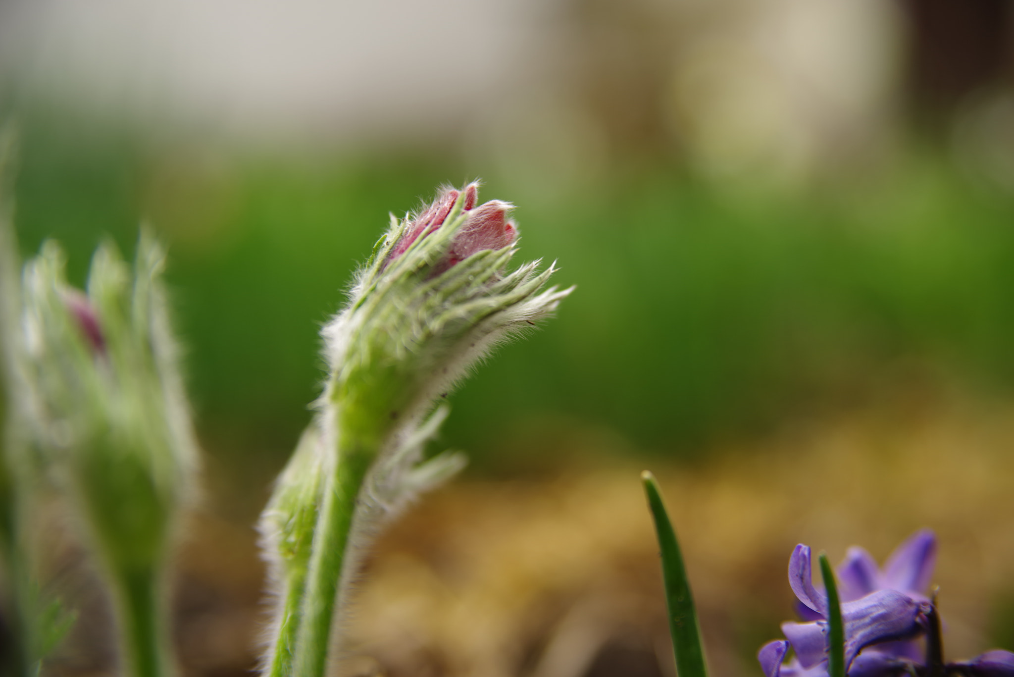 Pentax K-1 sample photo. Pulsatilla - bud photography