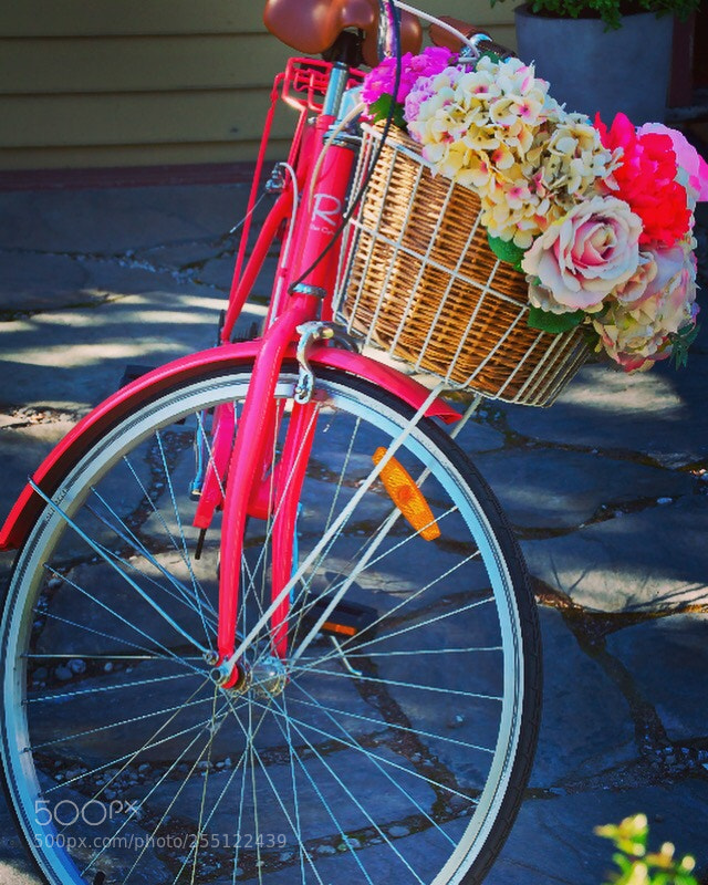 Nikon D5000 sample photo. Colour wheel photography