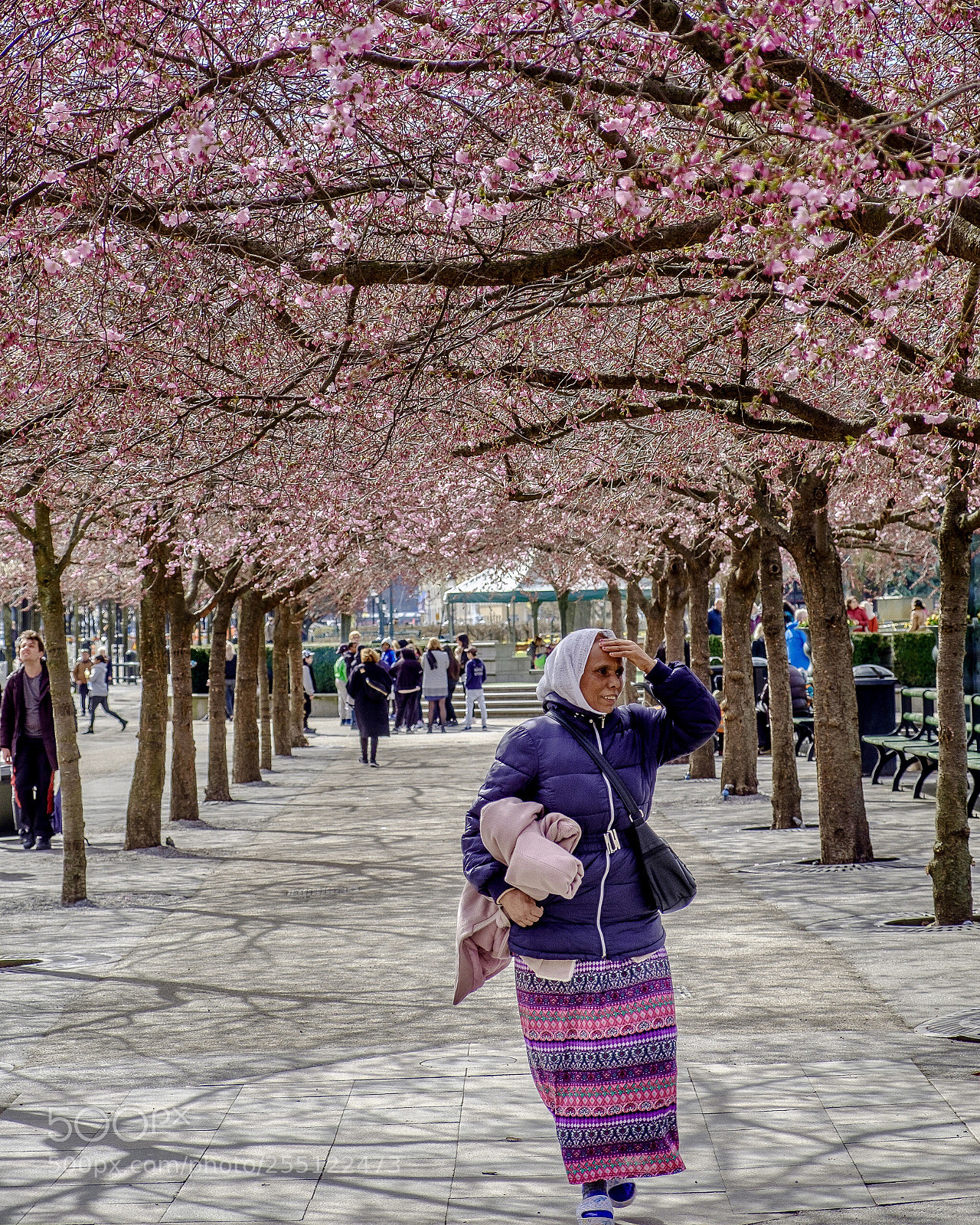 Fujifilm X-T20 sample photo. Cherry blossoms photography