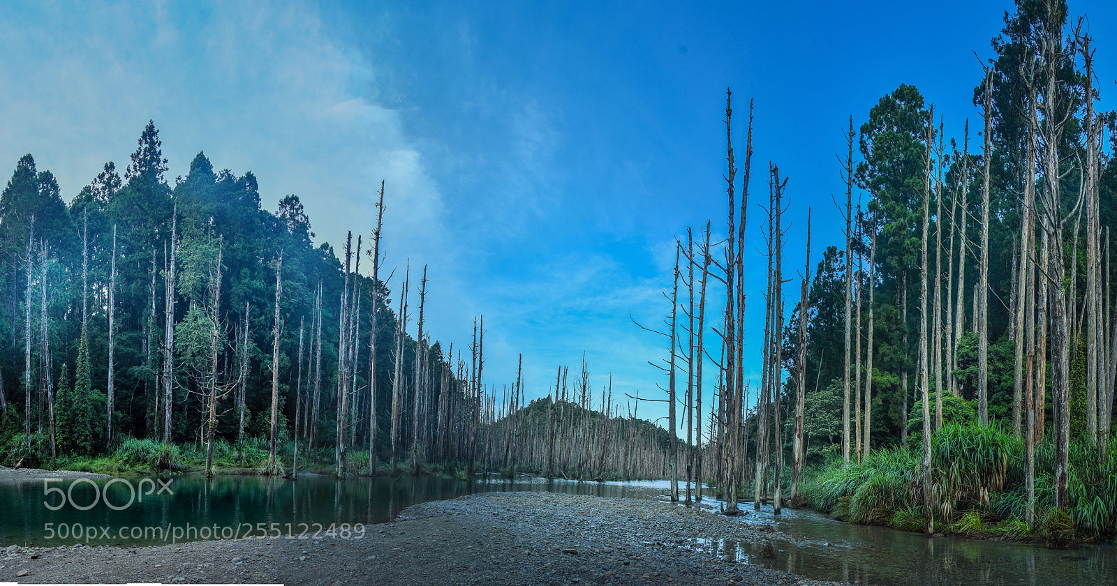 Nikon D810 sample photo. 台灣水樣森林 photography