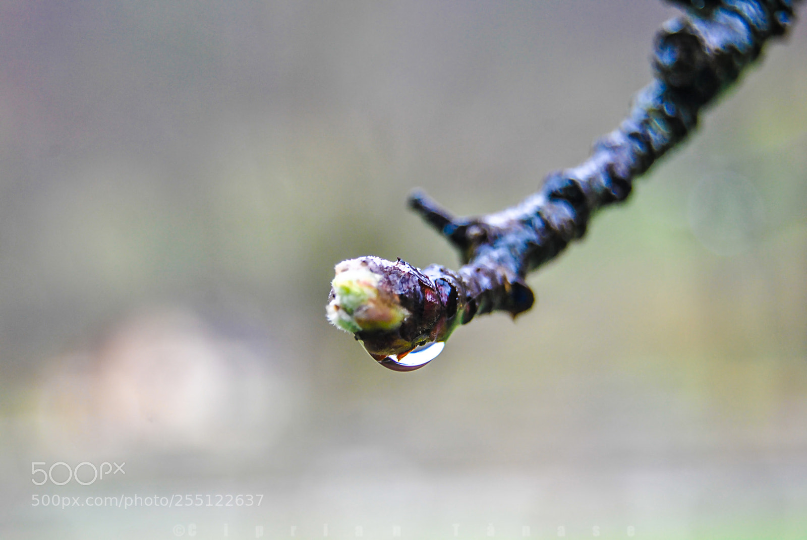 Nikon D3000 sample photo. Bud's tear photography