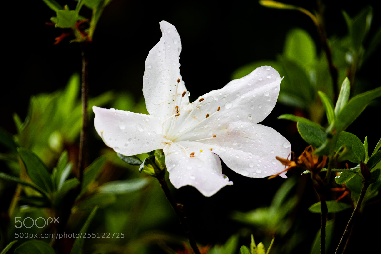 Canon EOS 80D sample photo. White flower photography