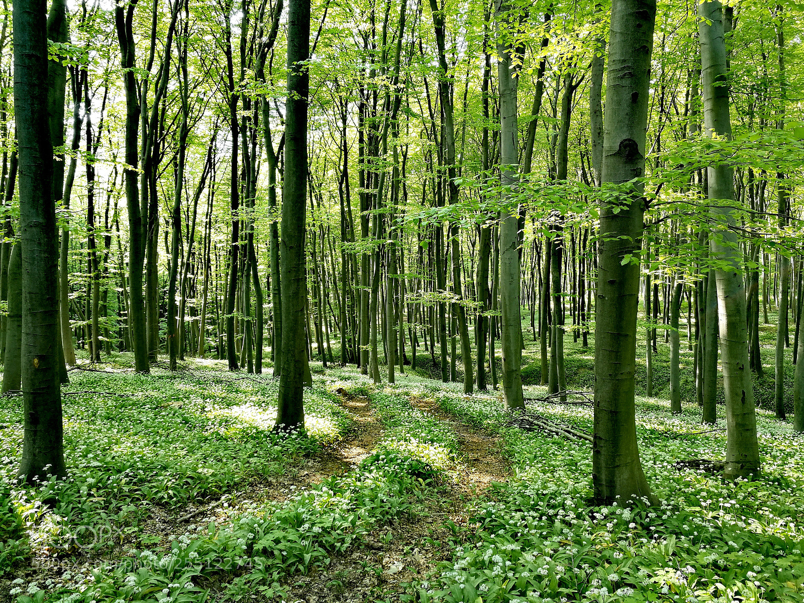 HUAWEI Mate 9 sample photo. Ramsons field in the photography