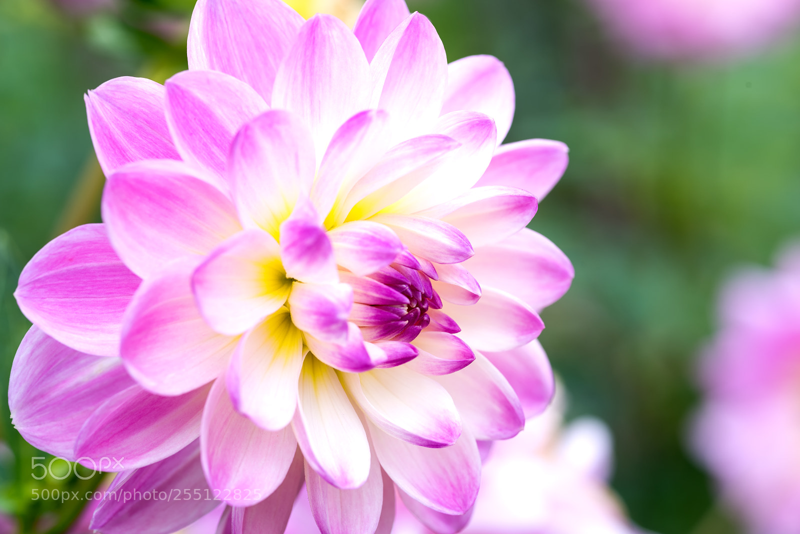 Nikon D810 sample photo. Still beauty photography