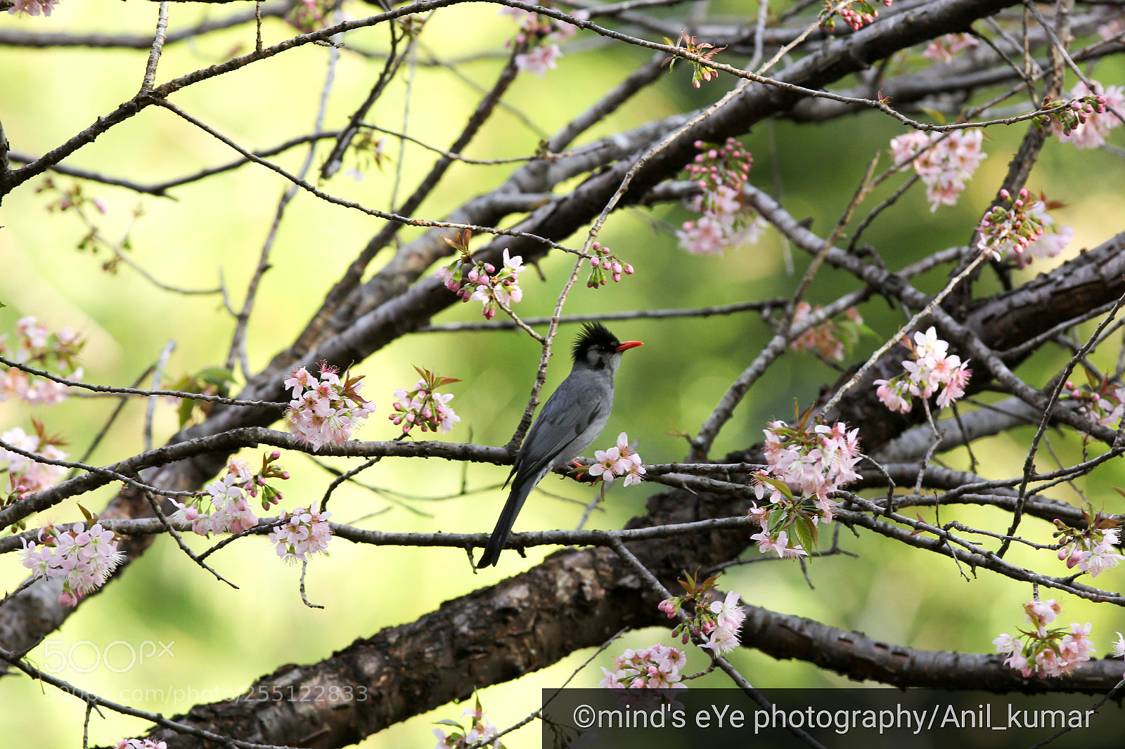 Canon EOS 60D sample photo. Nature's beauty photography