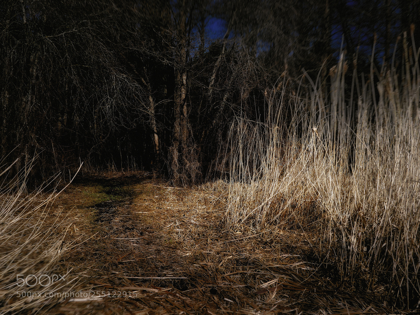 Panasonic Lumix DMC-GX8 sample photo. In the forest... photography