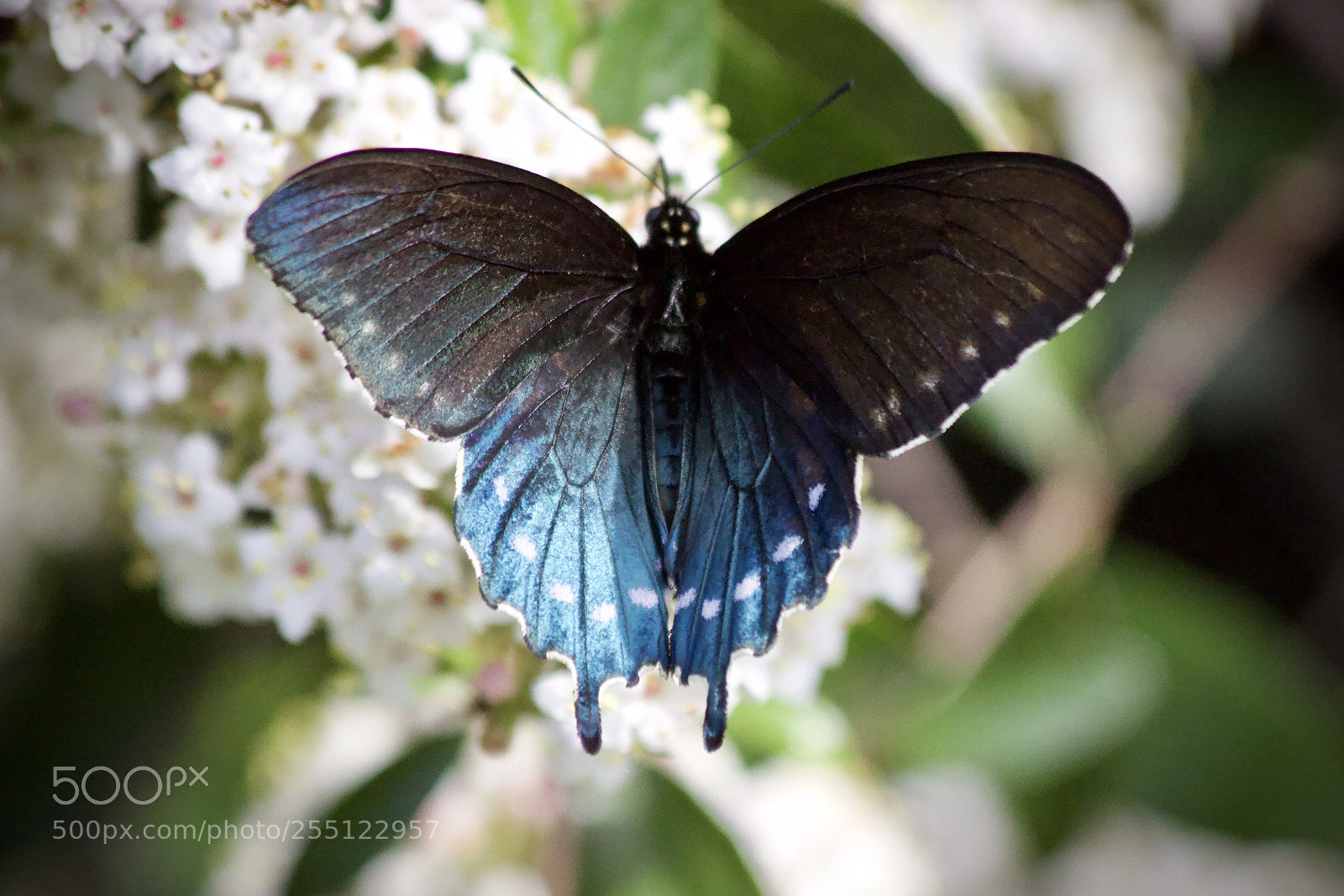 Canon EOS 100D (EOS Rebel SL1 / EOS Kiss X7) sample photo. Blue butterfly photography