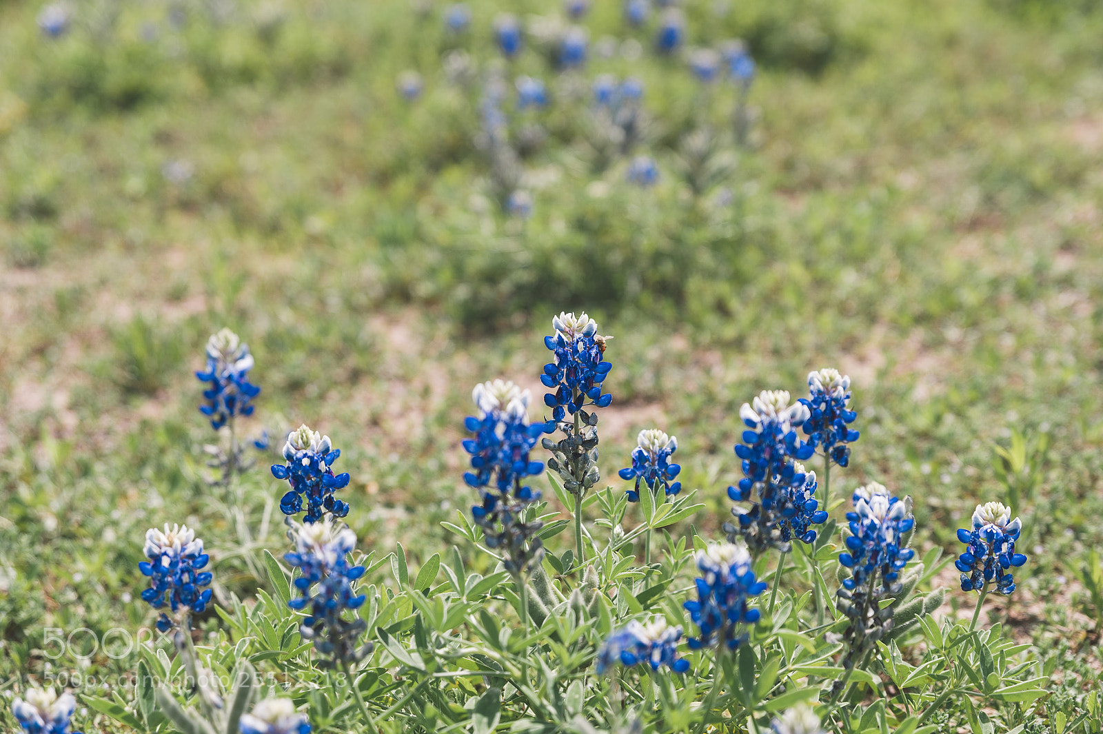 Nikon D4 sample photo. Bluebonnet austin official texas photography
