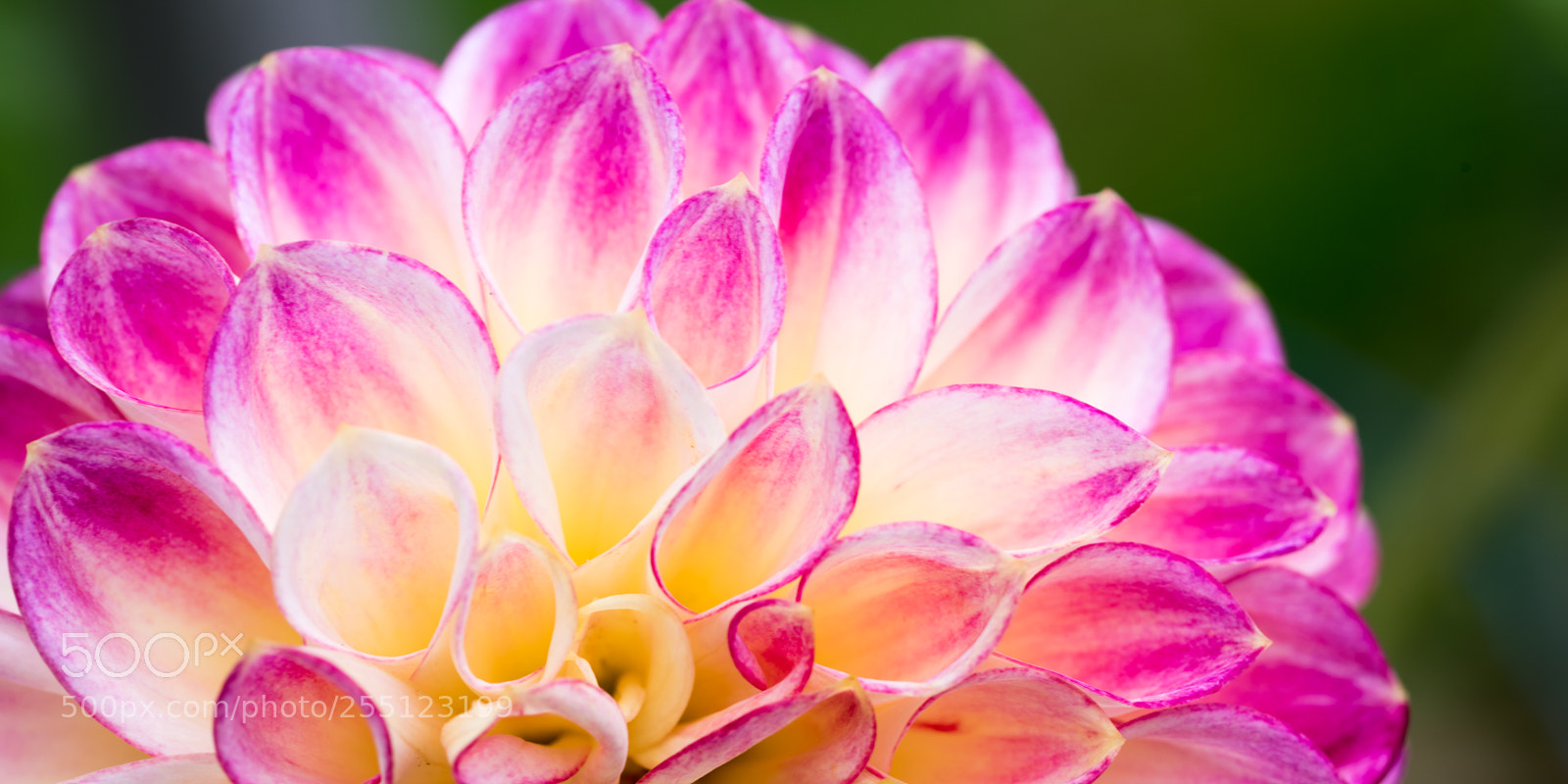 Nikon D810 sample photo. Macro pink-yellow dahlia photography
