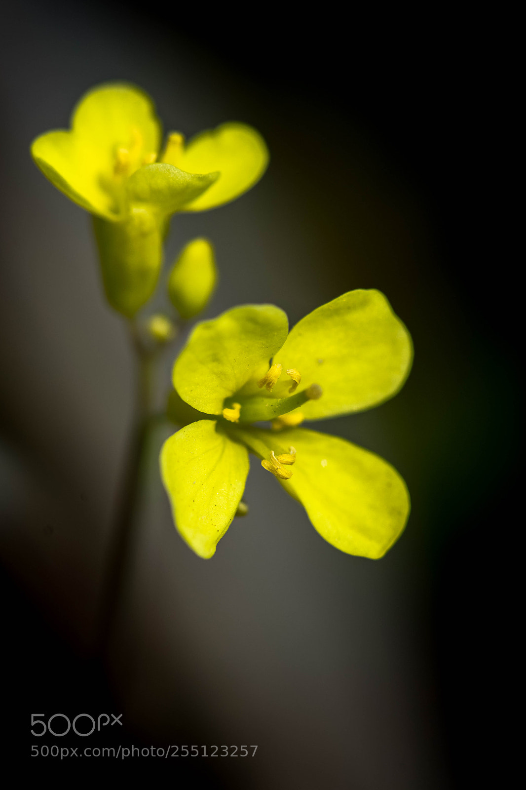 Nikon D3300 sample photo. 07.jpg photography