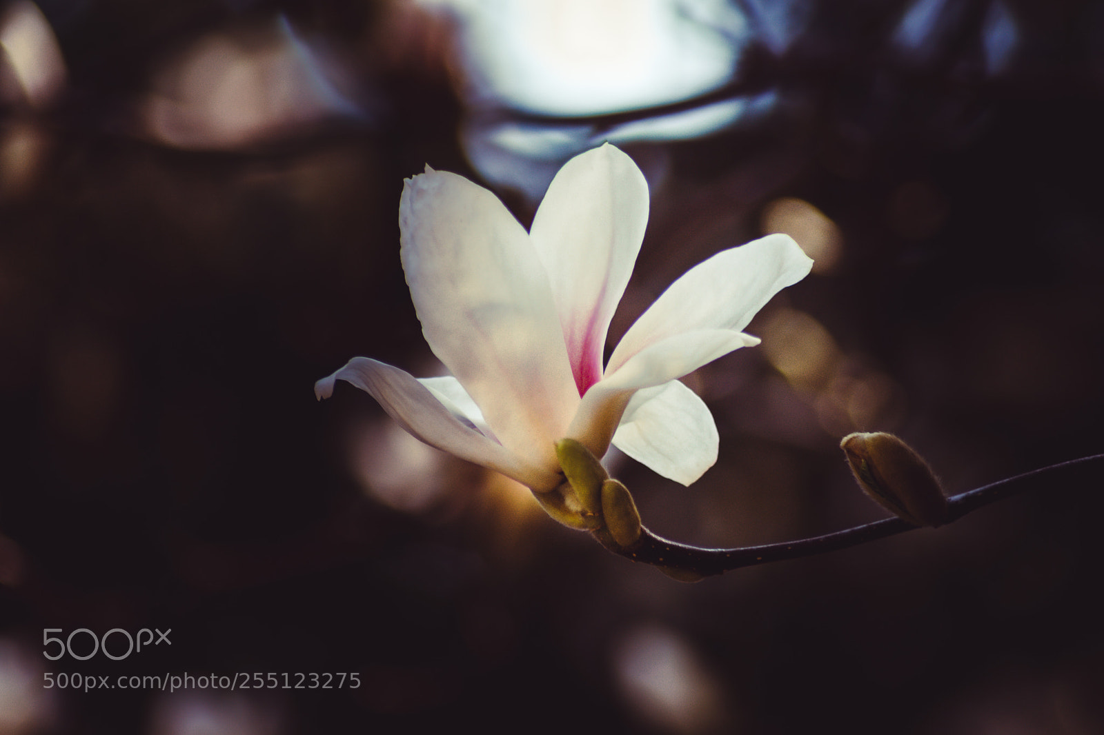 Nikon D5300 sample photo. Urban magnolia photography