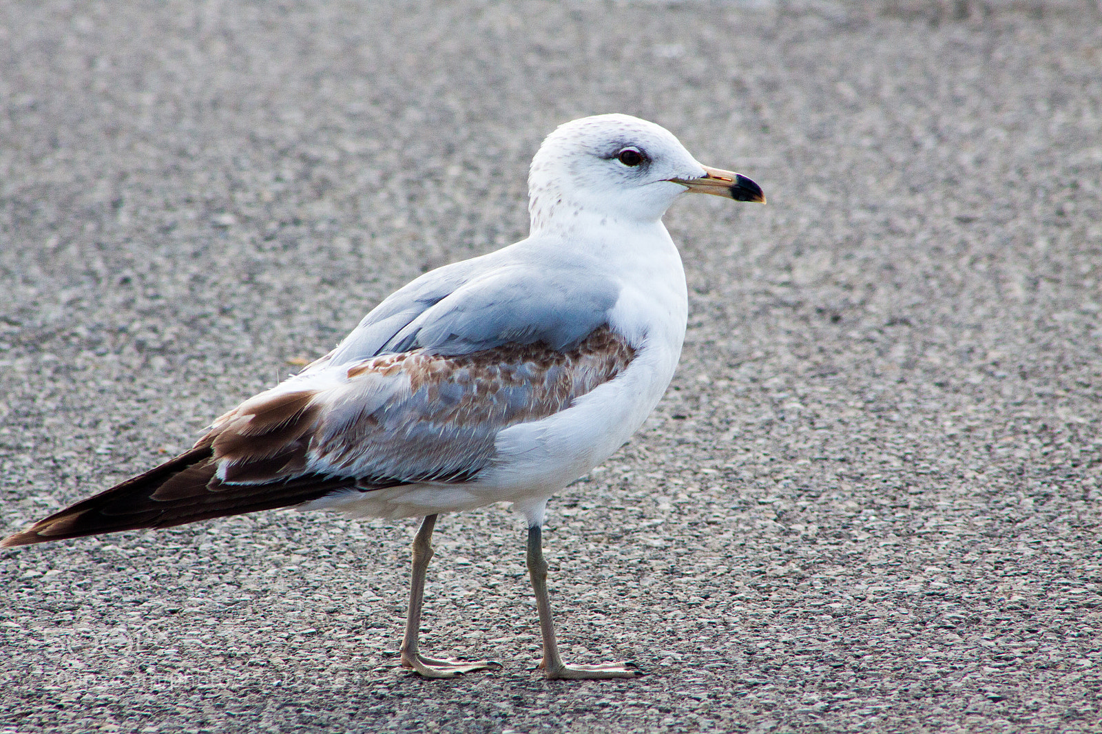 Canon EOS 50D sample photo. Bird photography