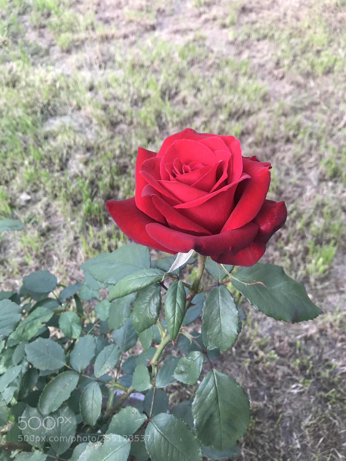 Apple iPhone 7 sample photo. What a perfect rose! photography