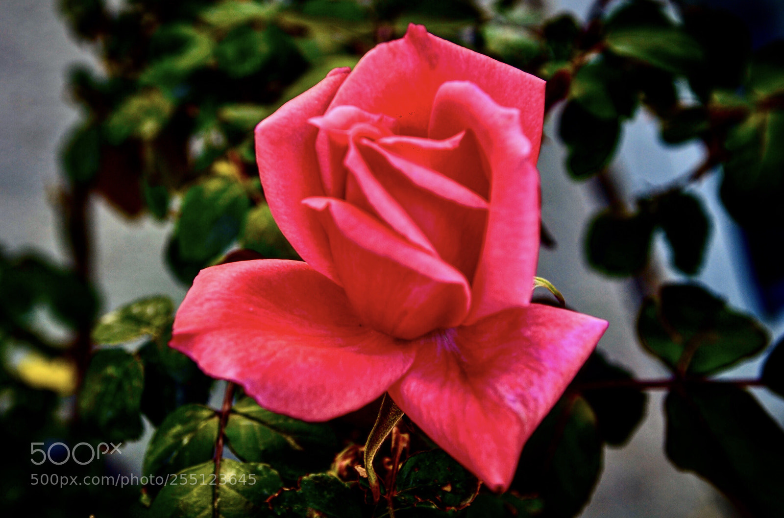 Nikon D7000 sample photo. Pink rose photography