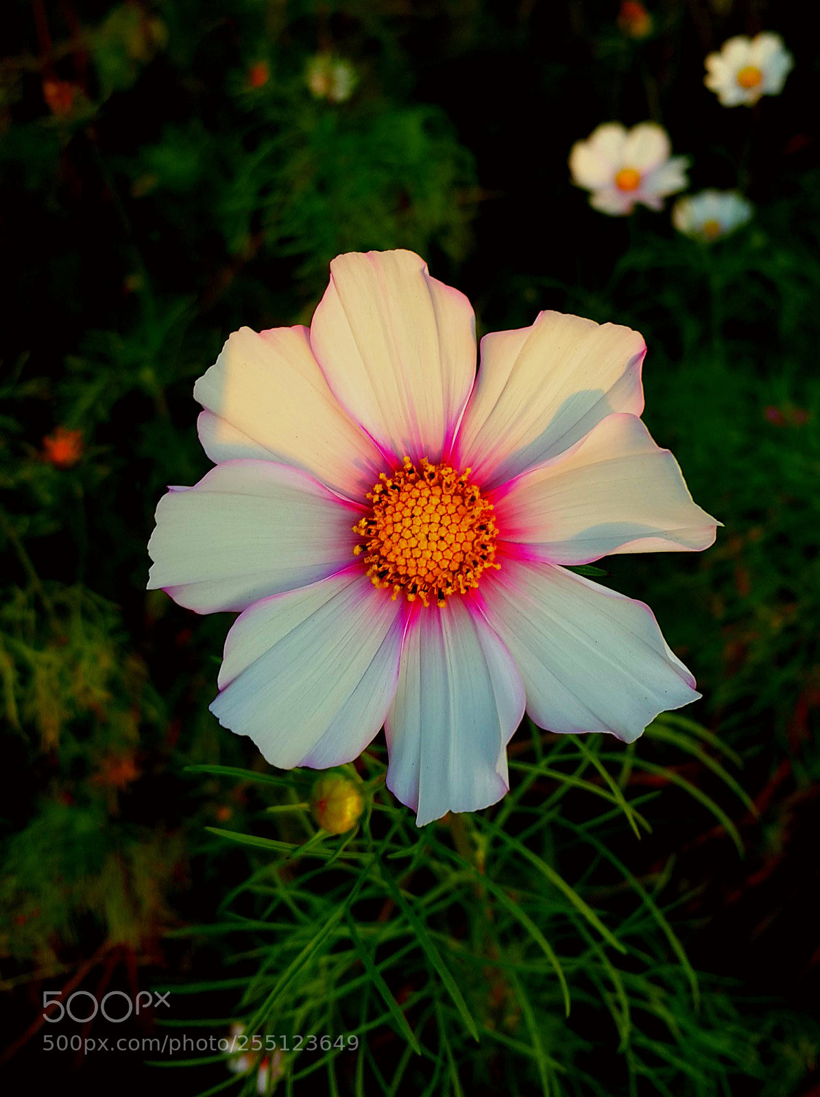 Samsung Galaxy Note4 sample photo. Flower with sunlight reflection photography