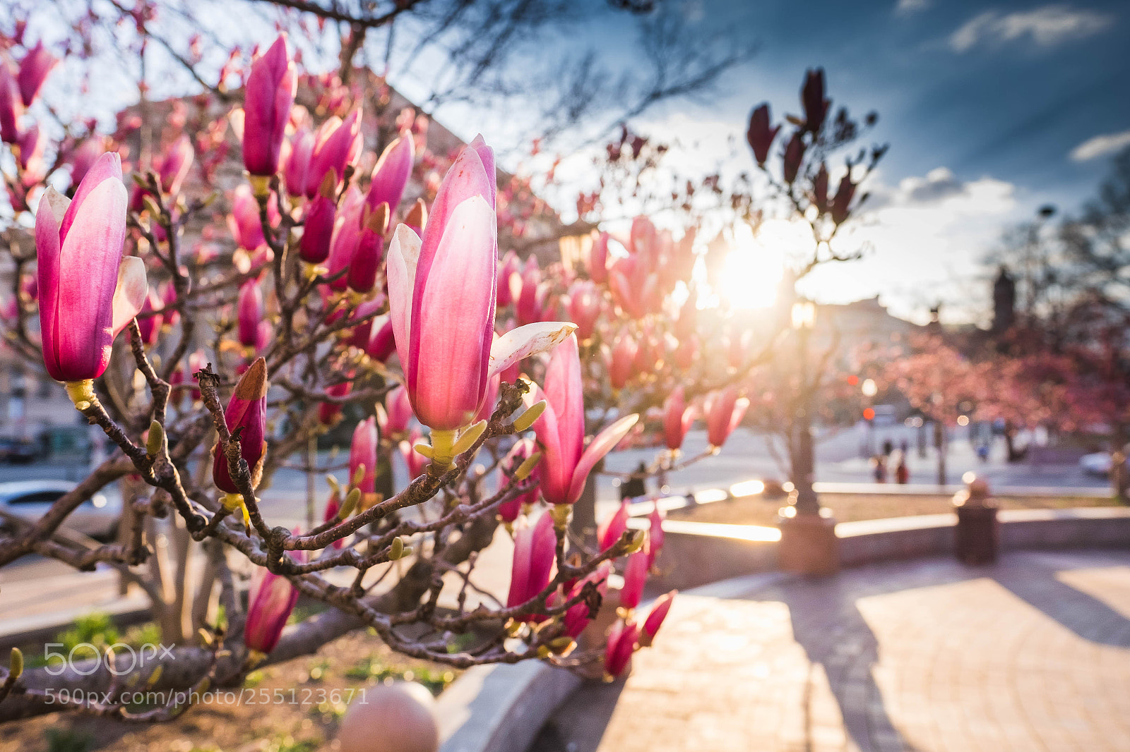 Fujifilm X-T1 sample photo. Red cherry blossom (sakura) photography