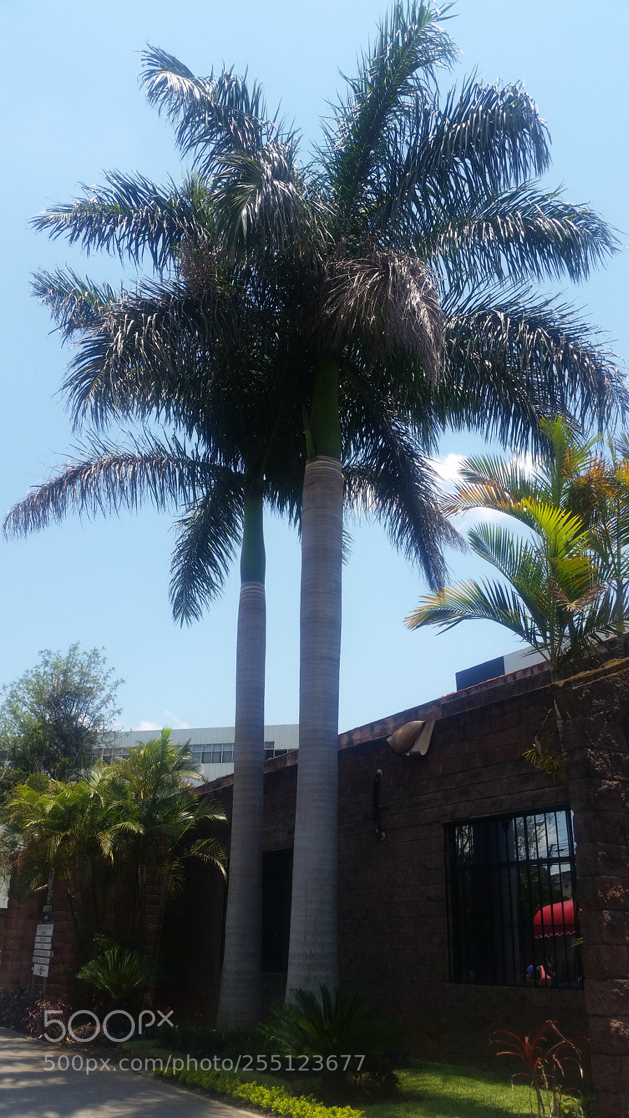 Samsung Galaxy S5 sample photo. Palmera photography