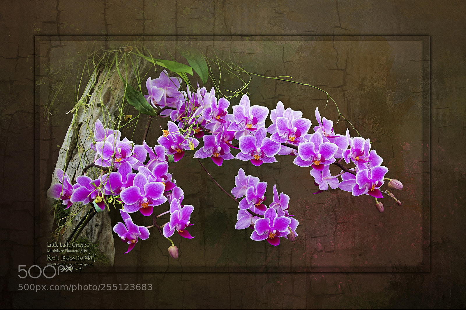 Canon EOS 60D sample photo. Little lady orchids photography