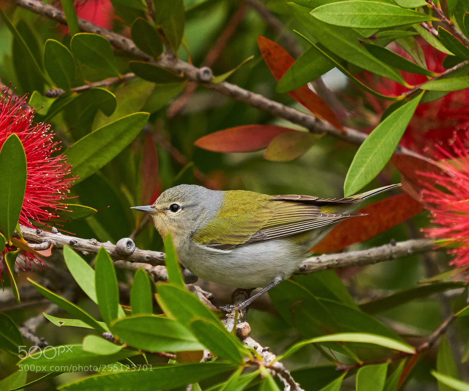 Sony a7R III sample photo. Green warbler photography
