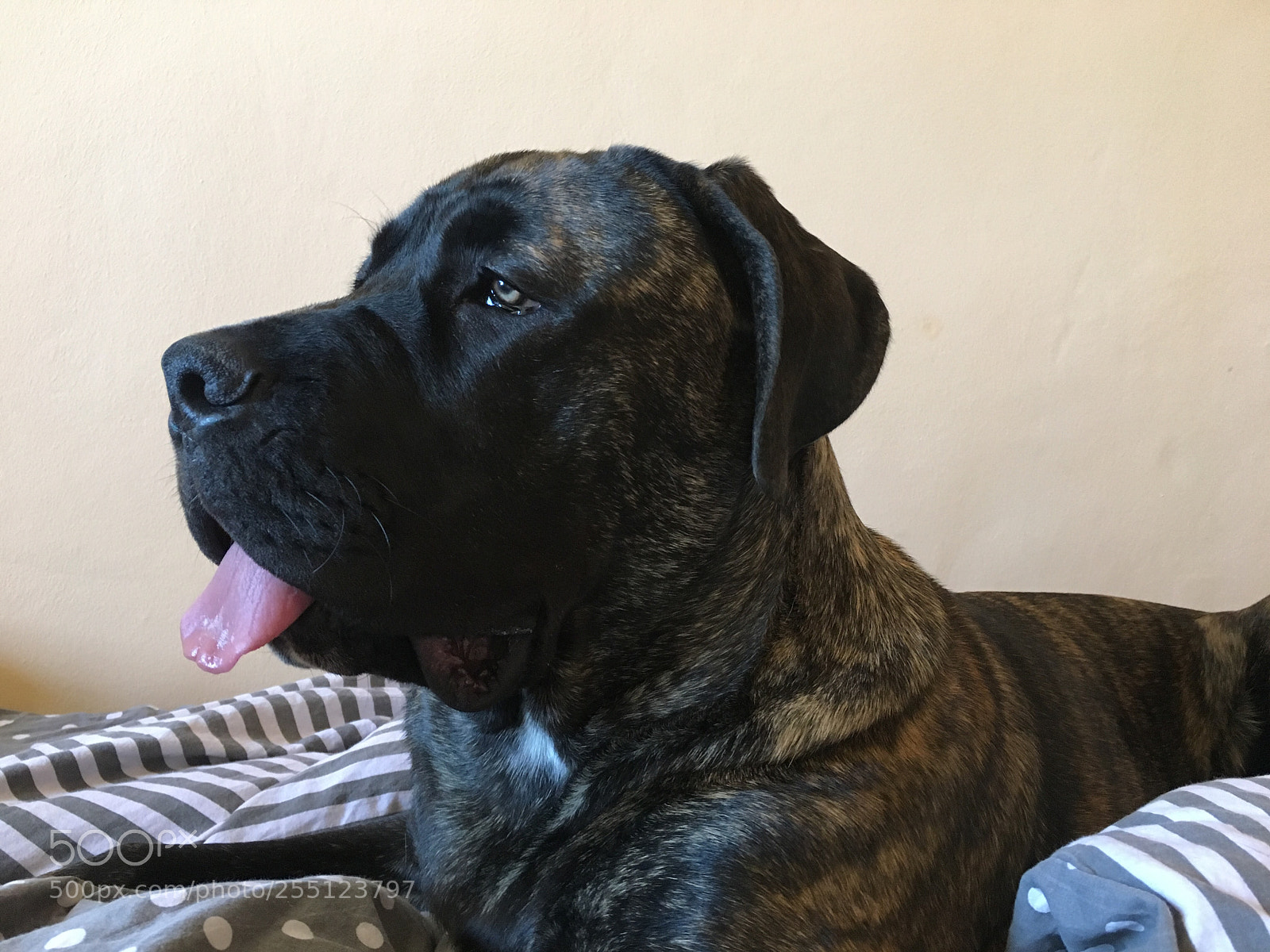 Apple iPhone 6s sample photo. Cane corso photography
