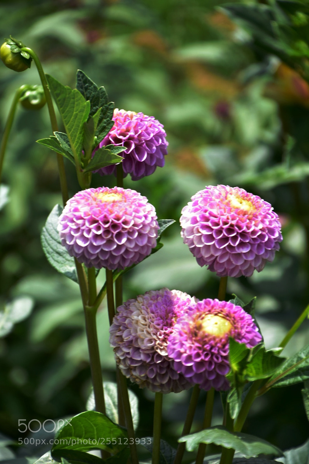 Nikon D7200 sample photo. Five pink balls photography