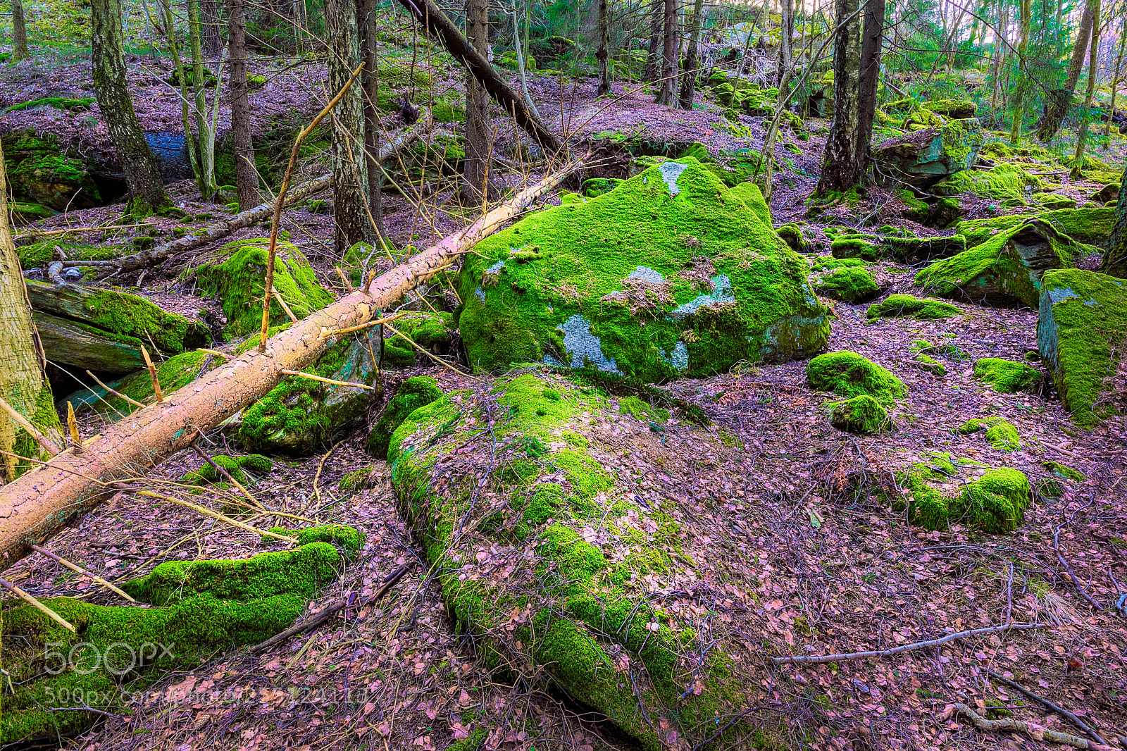 Nikon D5200 sample photo. Woodland at gothenburg sweden 2018 photography