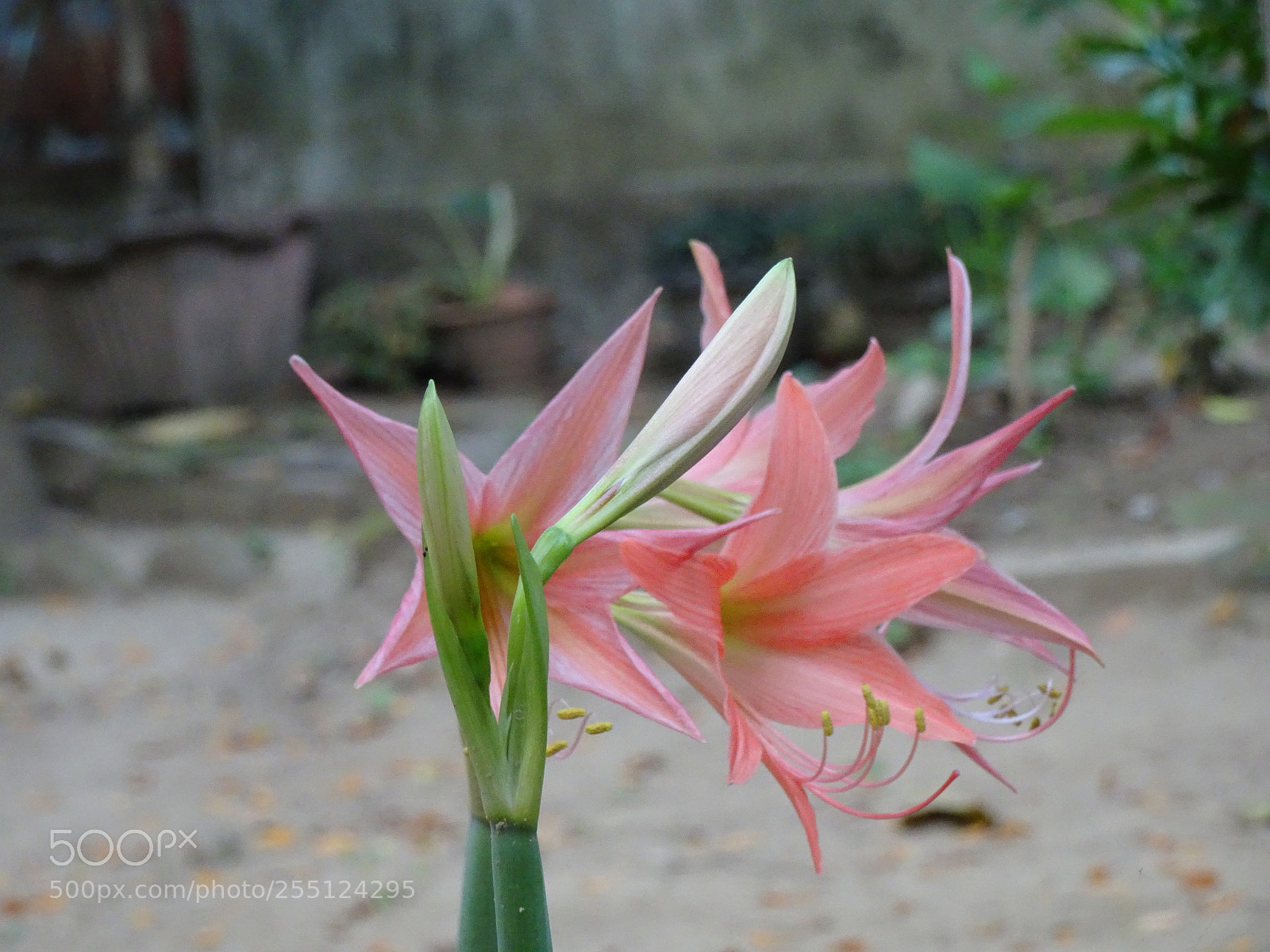 Sony Cyber-shot DSC-HX90V sample photo. Trumpet lily photography