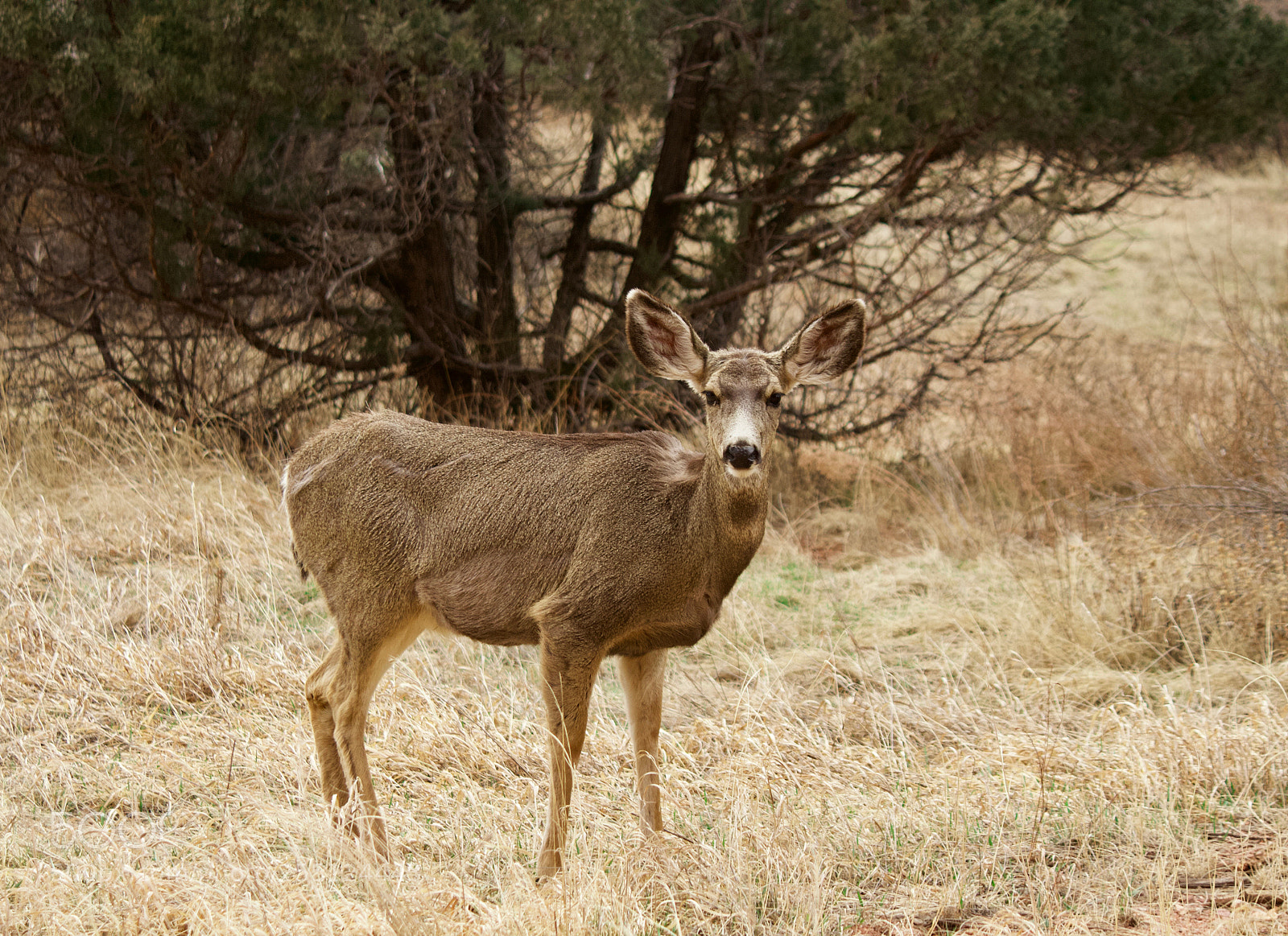 Canon EOS 700D (EOS Rebel T5i / EOS Kiss X7i) sample photo. Alert mule deer photography