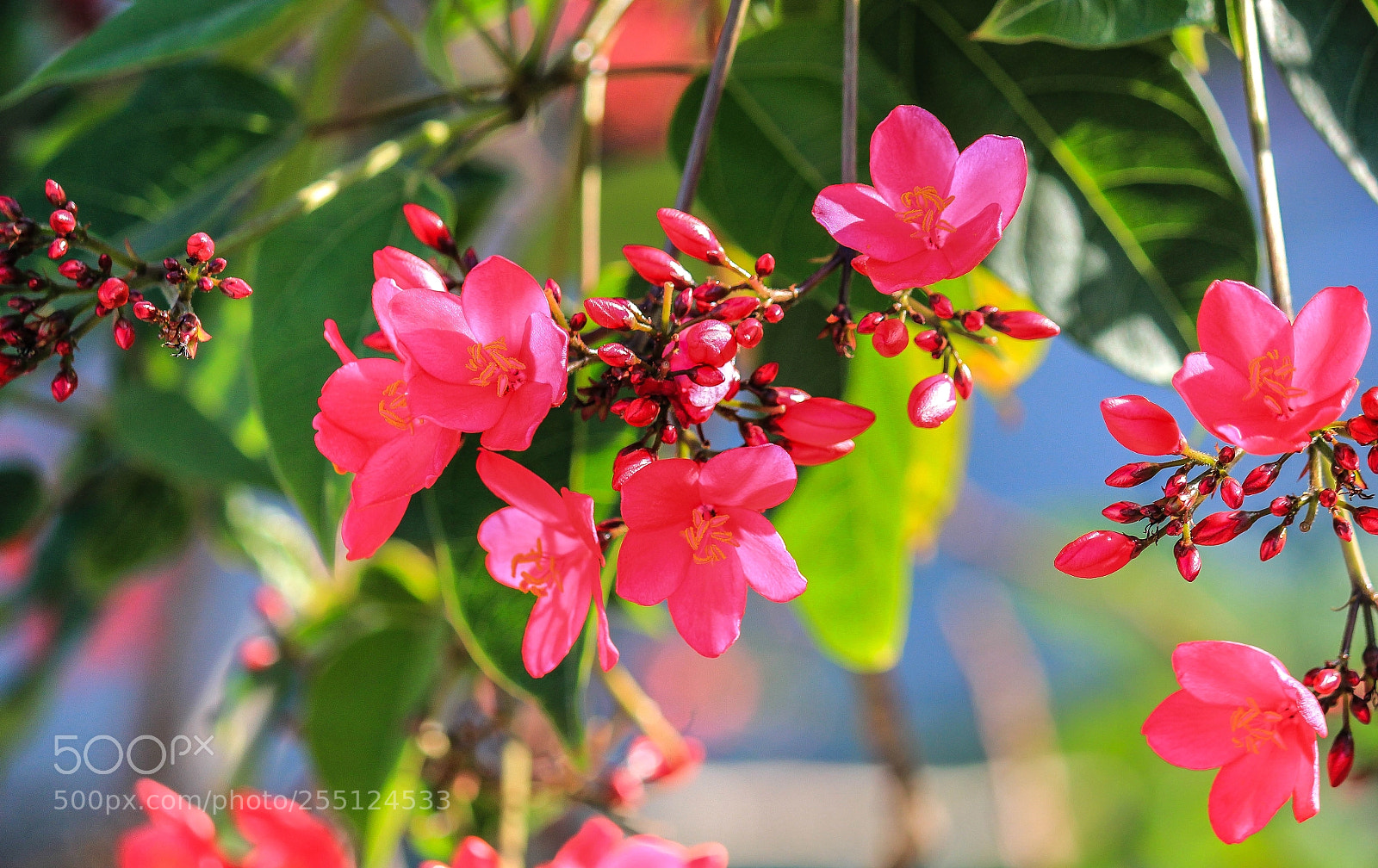 Canon EOS 550D (EOS Rebel T2i / EOS Kiss X4) sample photo. *** photography