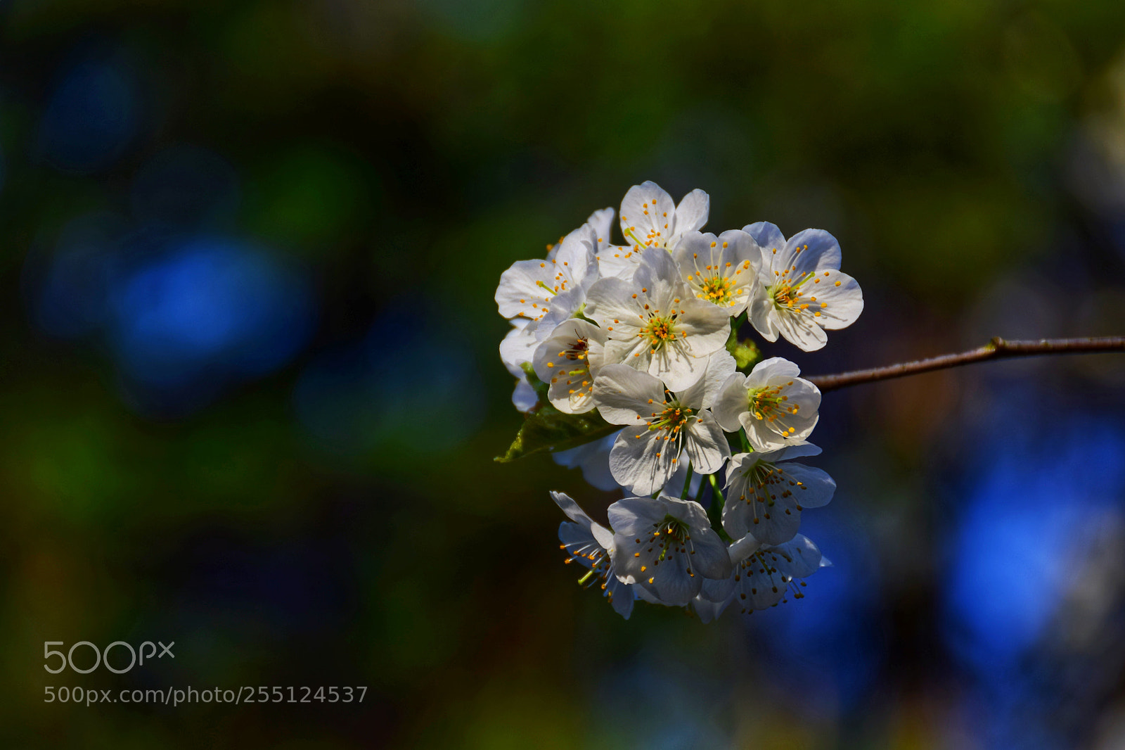 Nikon D5300 sample photo. Cherry blossom photography