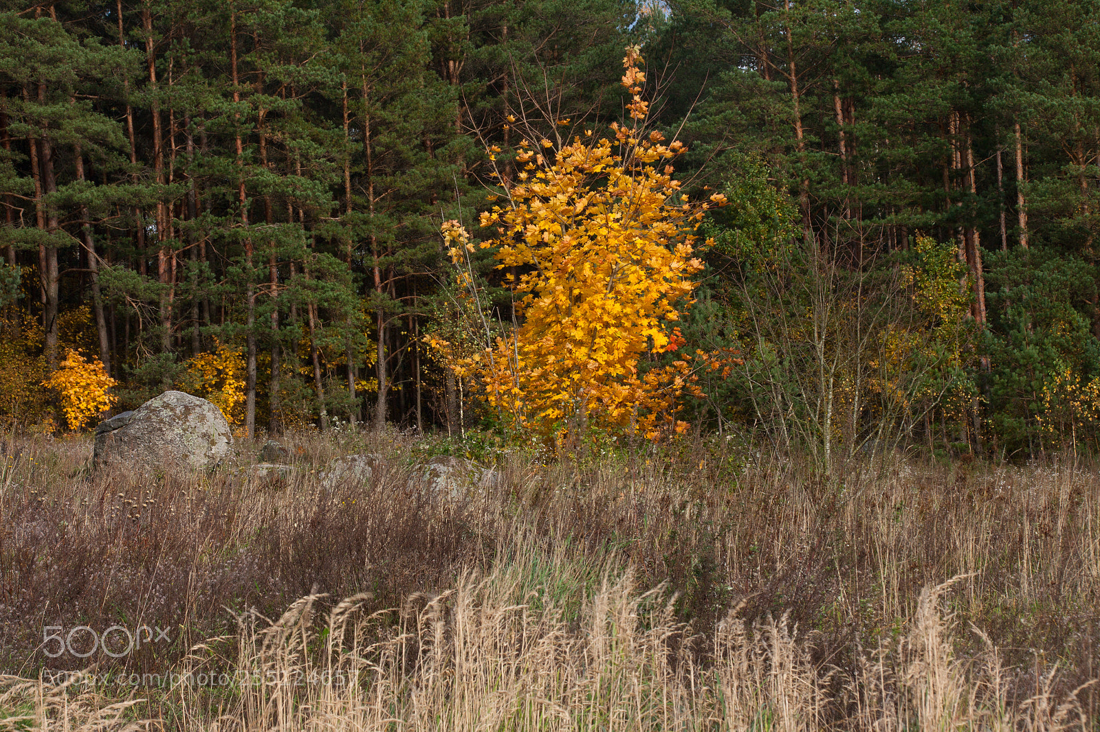 Canon EOS 50D sample photo. One day of last photography