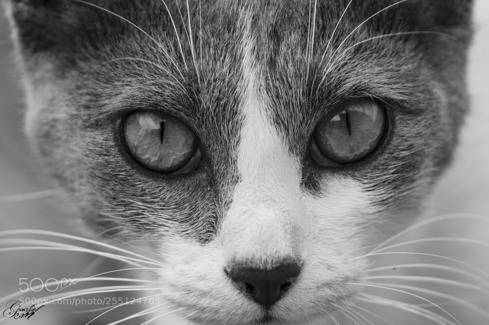 Nikon D3300 sample photo. Justi photography