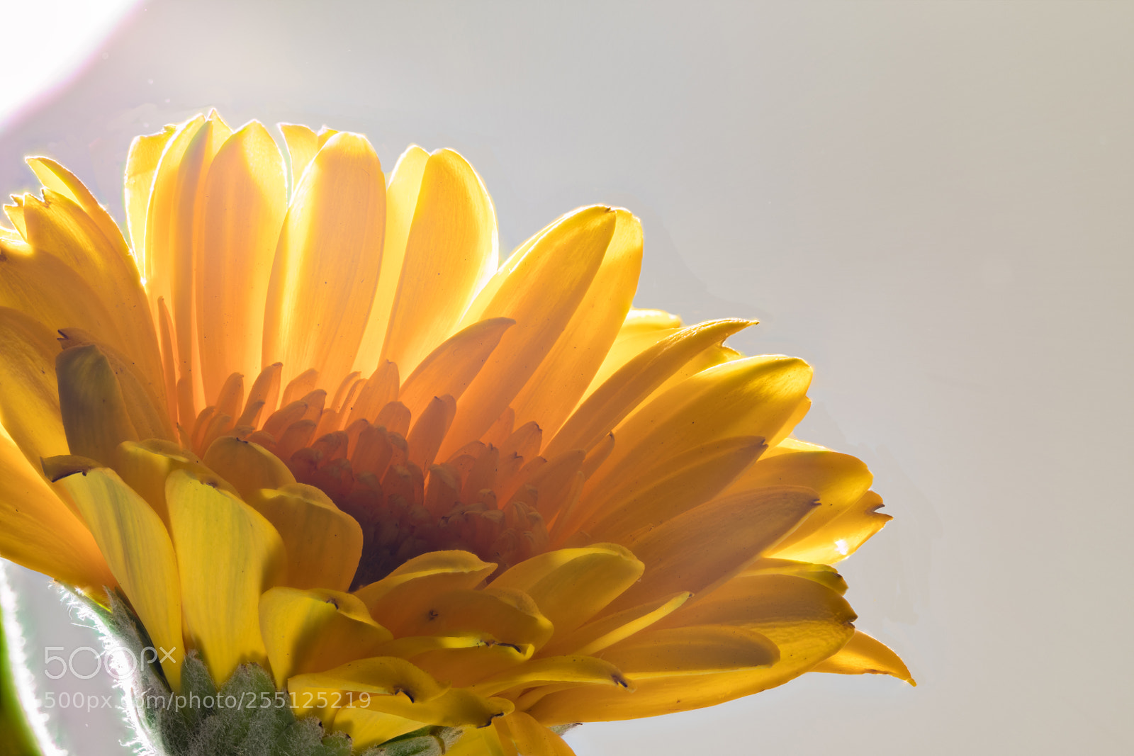 Canon EOS 5D Mark IV sample photo. Helianthus annuus photography