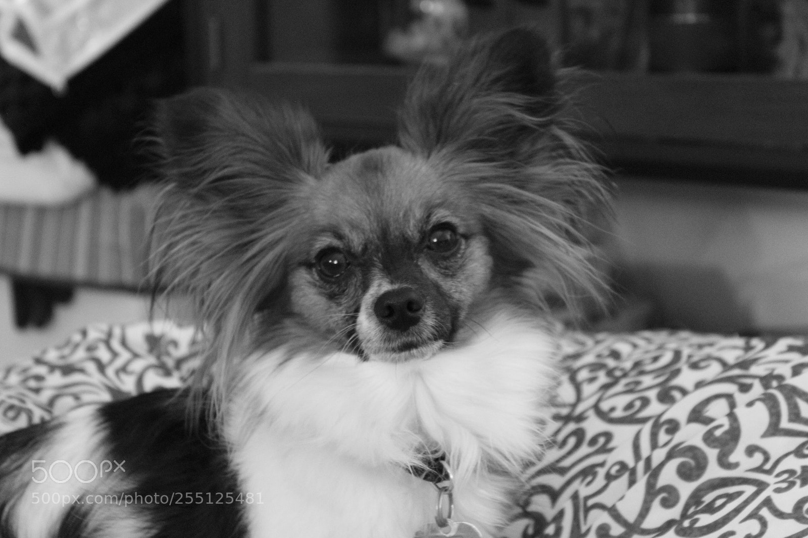 Canon EOS 1200D (EOS Rebel T5 / EOS Kiss X70 / EOS Hi) sample photo. Chompers photography