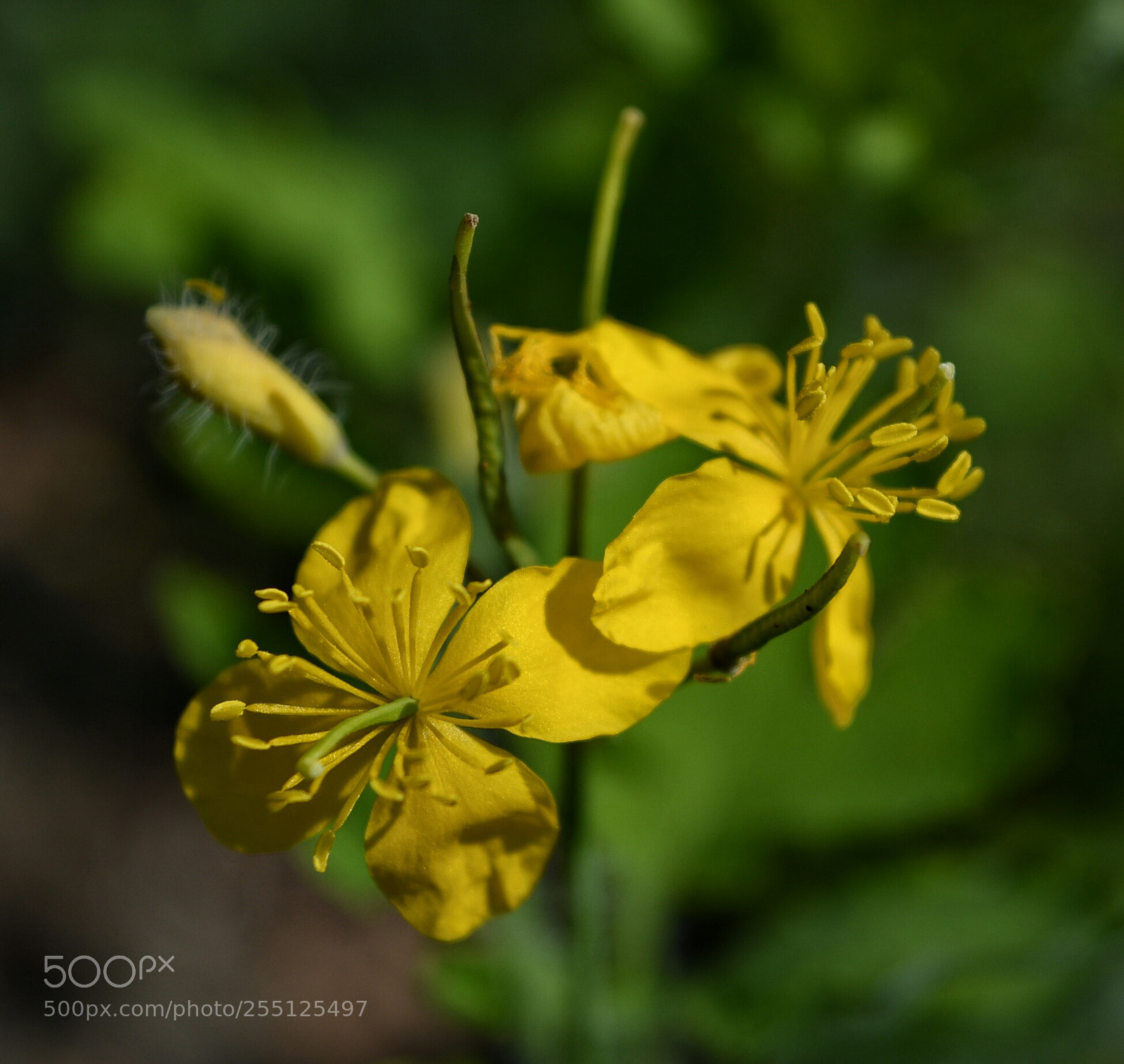 Nikon D5200 sample photo. ... photography