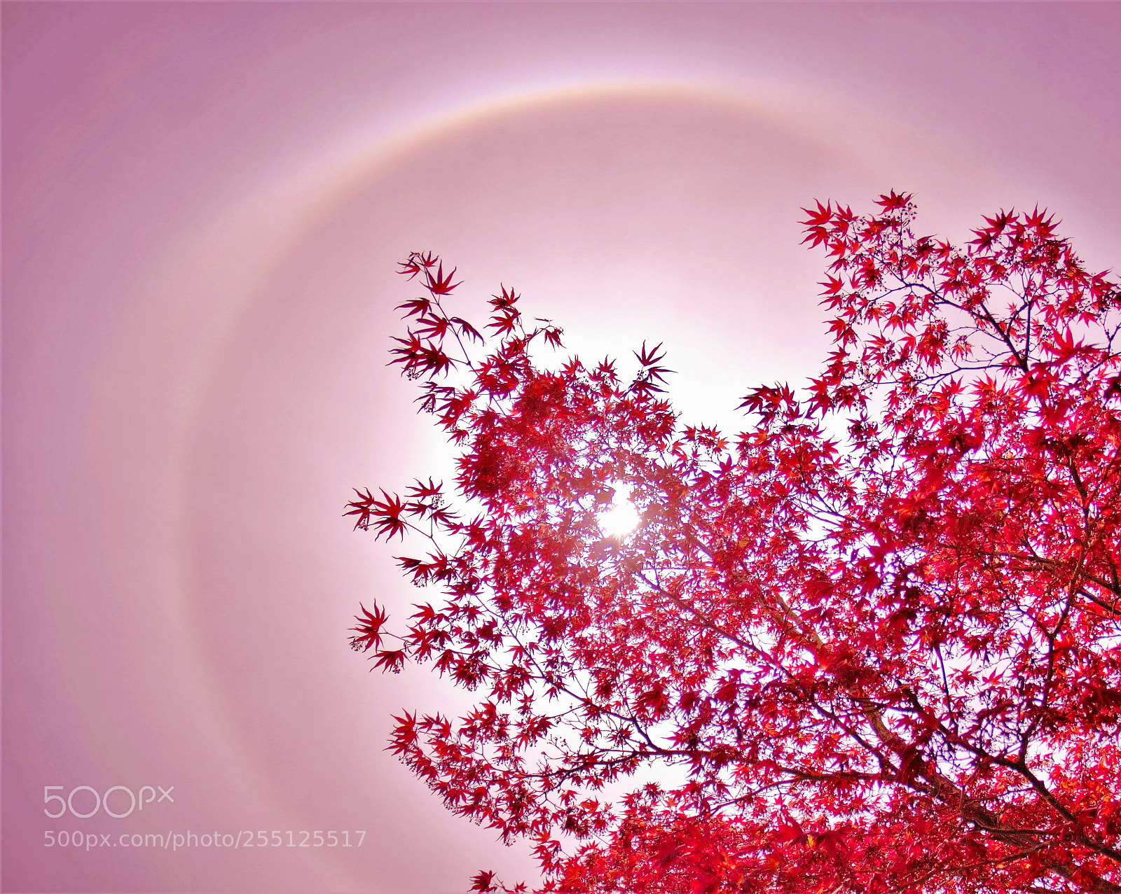 Canon EOS 60D sample photo. Solar halo -- 日昏 photography