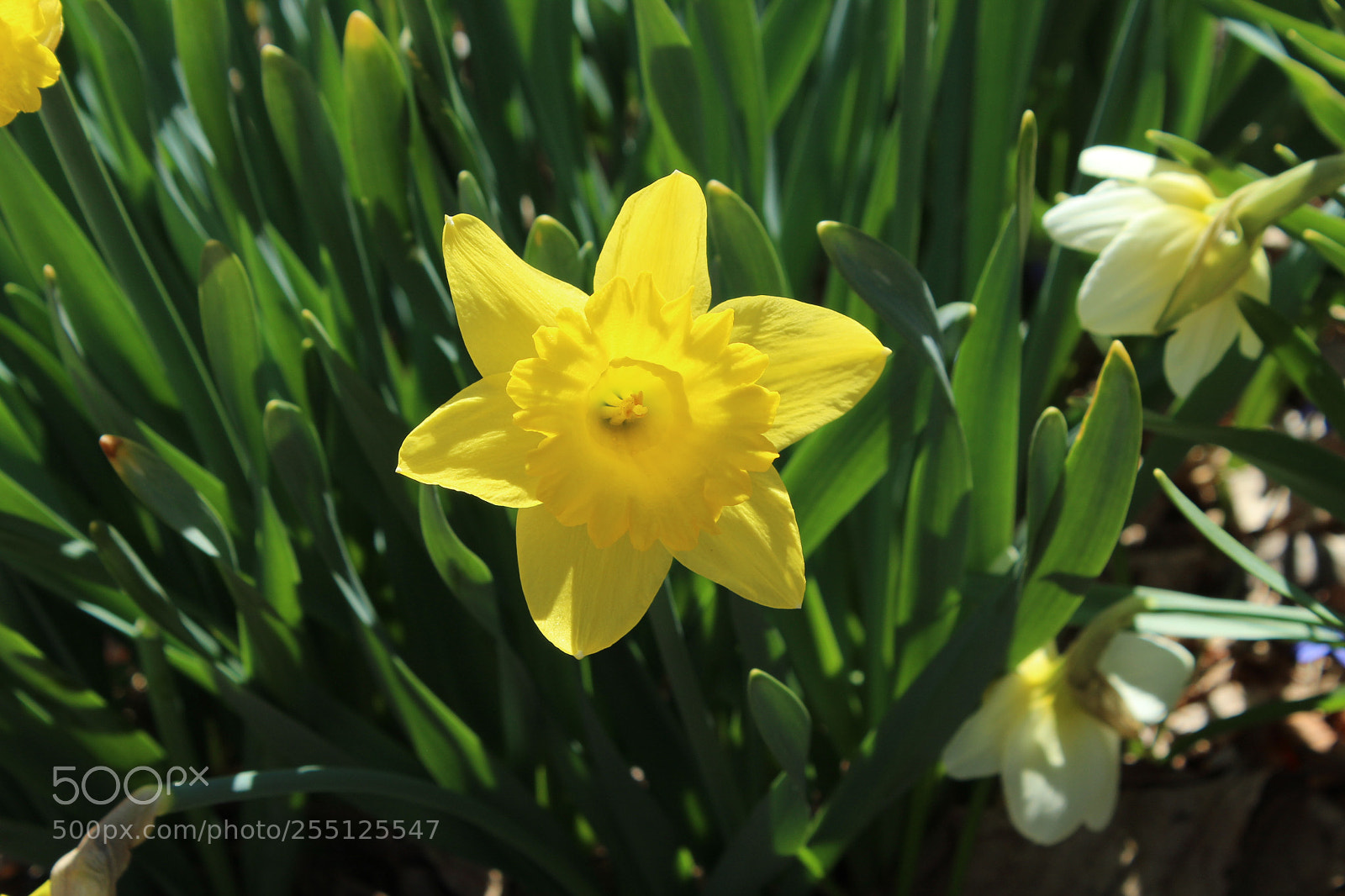 Canon EOS 1200D (EOS Rebel T5 / EOS Kiss X70 / EOS Hi) sample photo. Daffodil photography