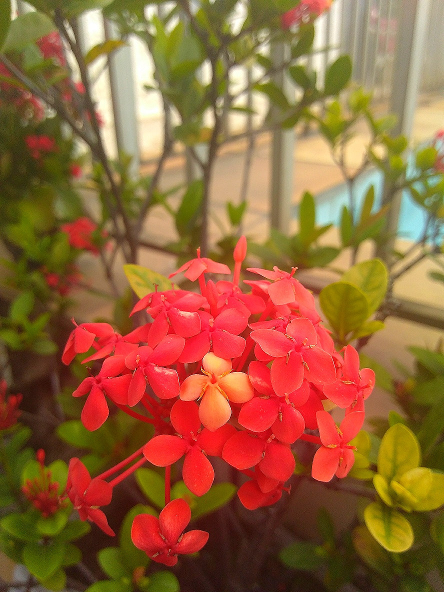 Motorola Moto G Play sample photo. Simplicidade photography