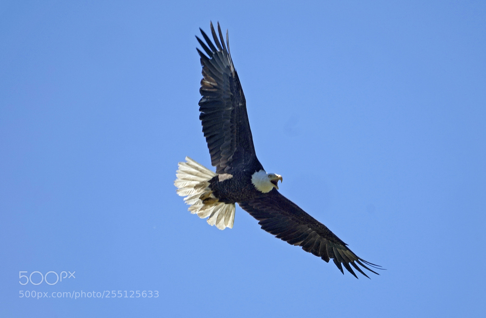 Sony a7R III sample photo. Bald eagle in flight photography